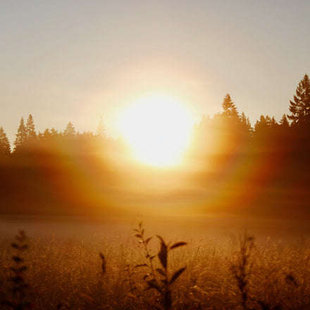 Sunrise over a field with trees in the background
